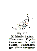 Monocelis hirudo