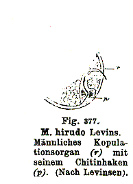 Monocelis hirudo