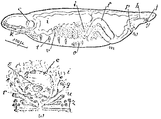 Monocelis psilus