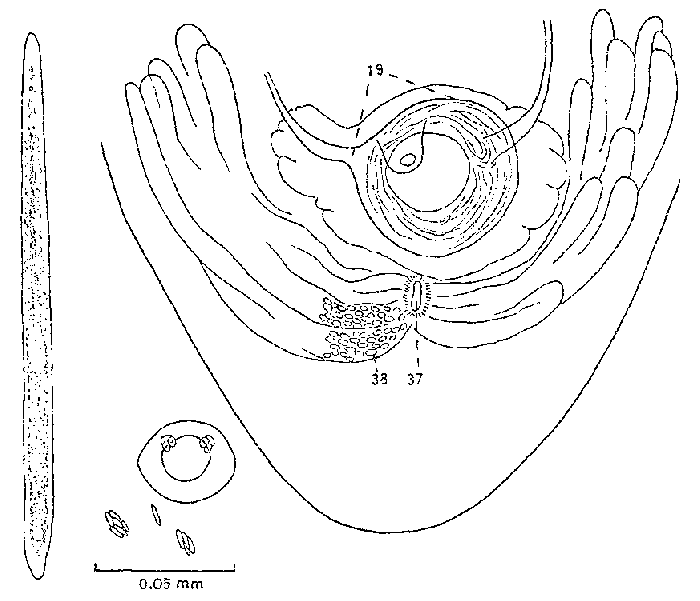 Monocelis tenella