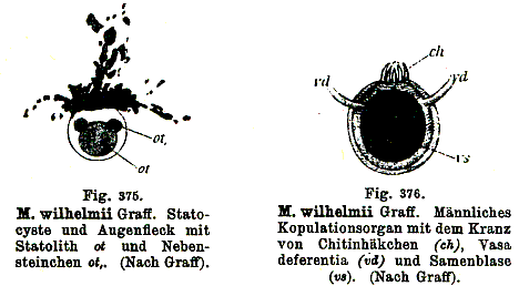 Monocelis wilhelmii