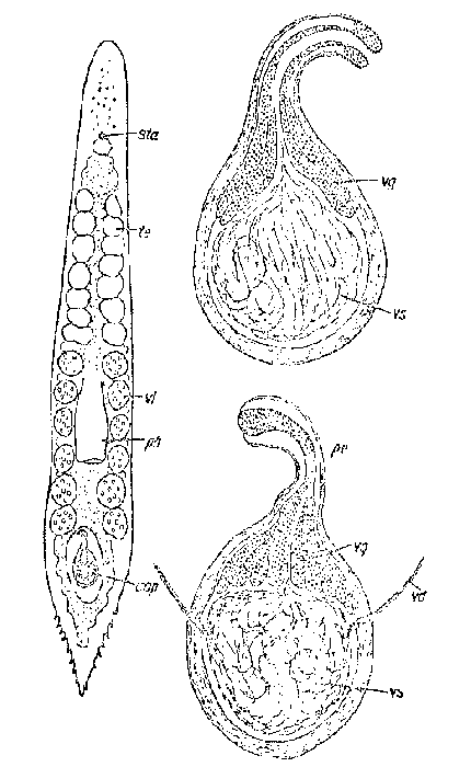 Promonotus arcassonensis