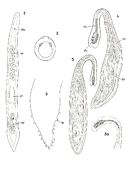 Promonotus marci