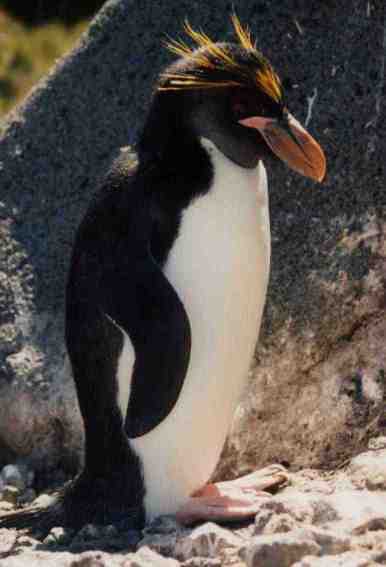 Macaroni penguin Macaroni penguin