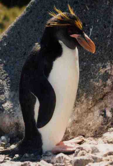 Macaroni penguin