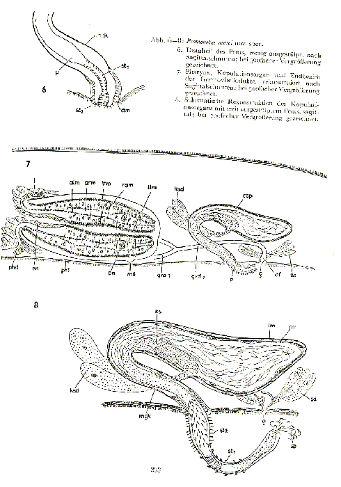 Promonotus marci