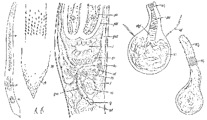 Promonotus ponticus