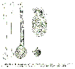 Promonotus schultzei