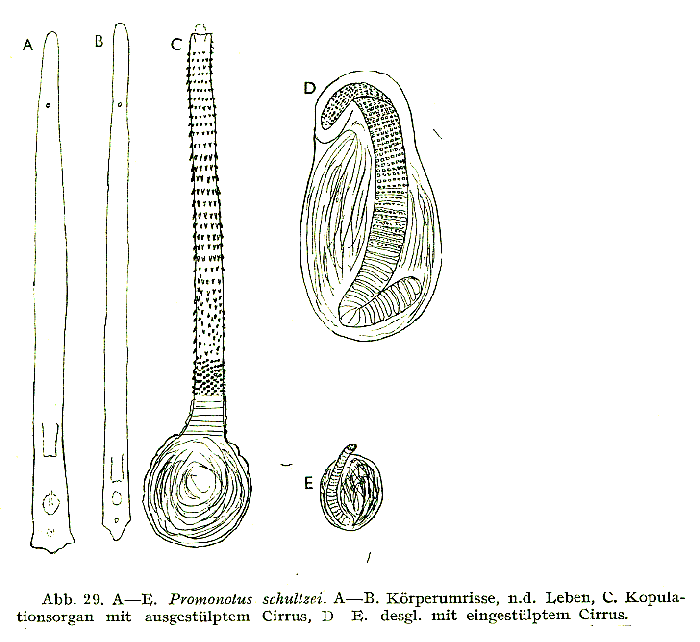 Promonotus schultzei