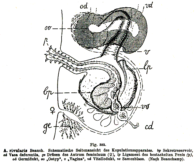 Archiloa rivularis