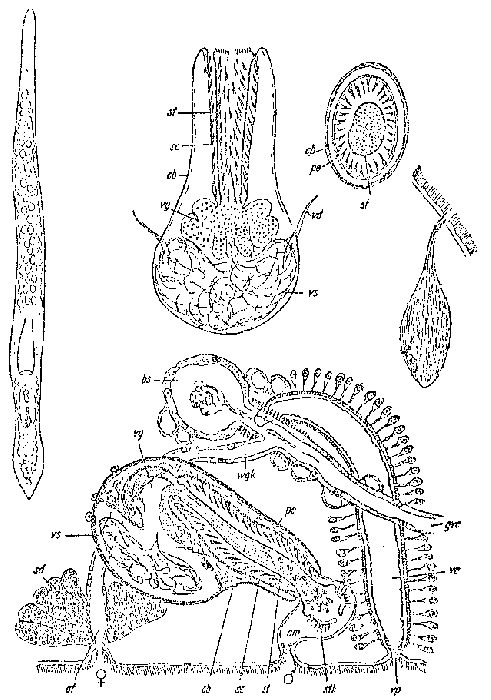 Archiloa endostyla