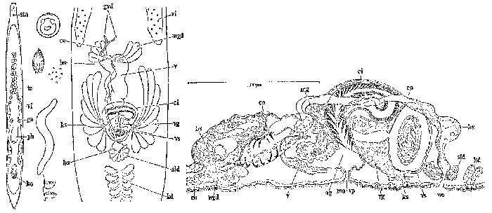 Archiloa juliae