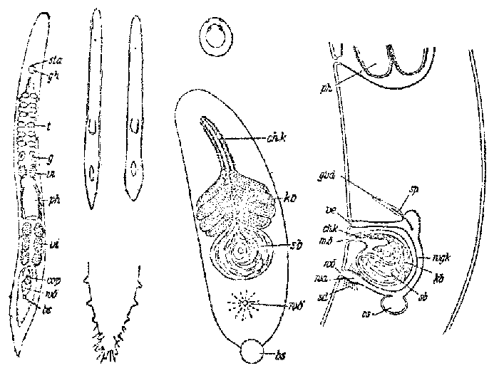 Archiloa otoplanoides