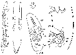Platyhelminthes (flatworms)