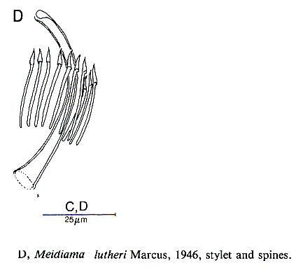 Meidiama lutheri