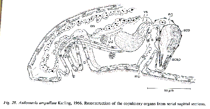 Asilomaria ampullata