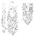 Paramonotus hamatus