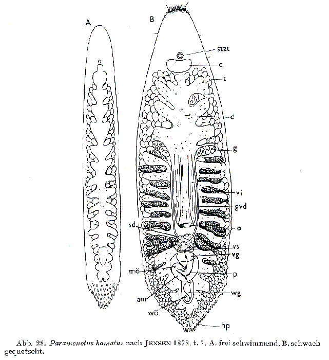 Paramonotus hamatus