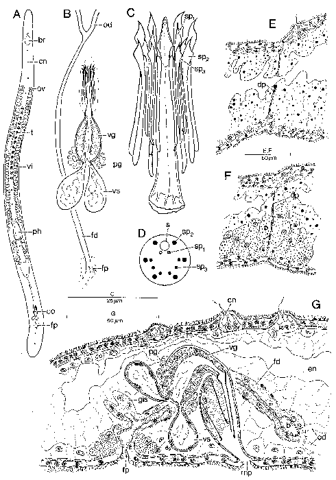 Archimonocelis mediterranea