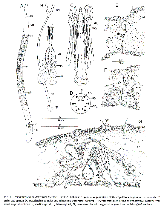 Archimonocelis mediterranea