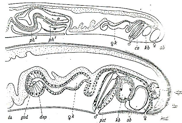 Archimonocelis mediterranea