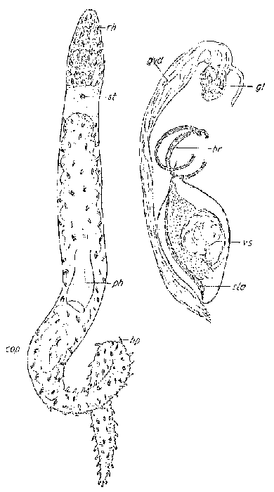 Boreocelis urodasyoides