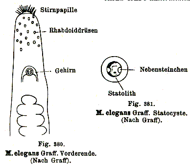 Myrmeciplana elegans