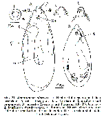 Monotoplana diorchis