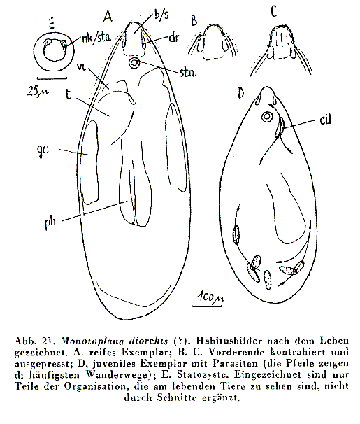 Monotoplana diorchis