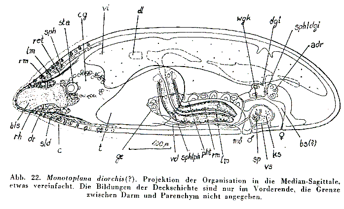 Monotoplana diorchis