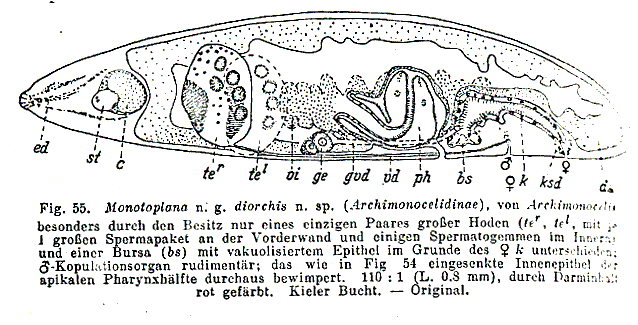 Monotoplana diorchis