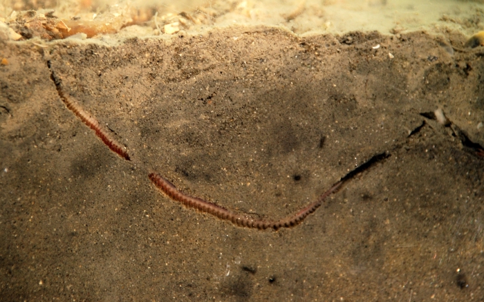 Nephtys sp. (polychaeta) Nephtys sp. (polychaeta)