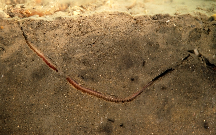 Nephtys sp. (polychaeta)