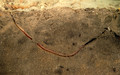 Polychaeta (bristle worms)