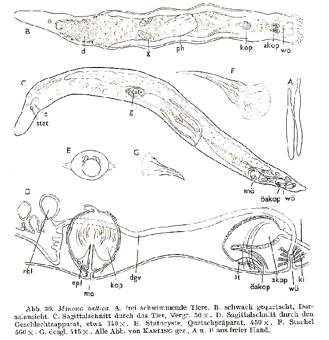 Minona baltica