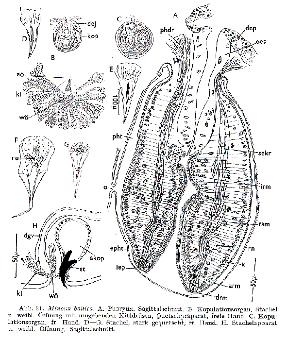 Minona baltica