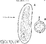 Minona dolichovesicula