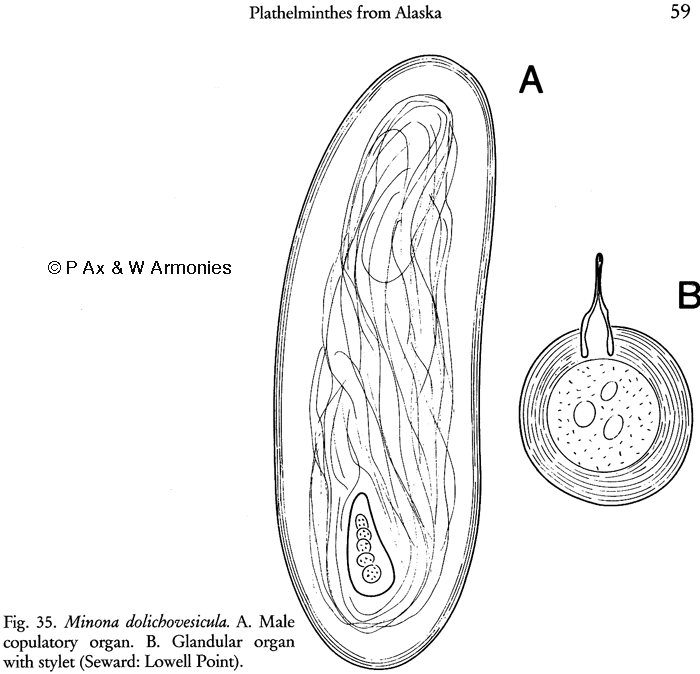 Minona dolichovesicula