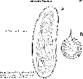 Platyhelminthes (flatworms)