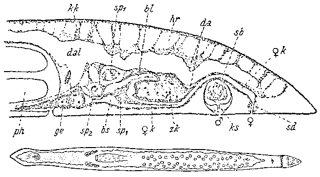 Pseudomonocelis agilis