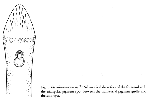 Pseudomonocelis agilis