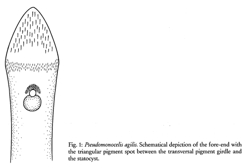Pseudomonocelis agilis