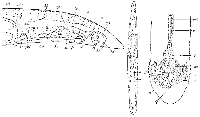 Pseudomonocelis ophiocephala