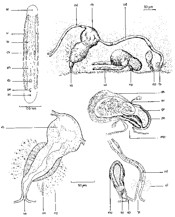 Duplominona amnica