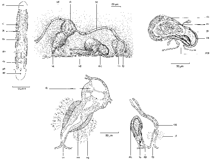 Duplominona amnica