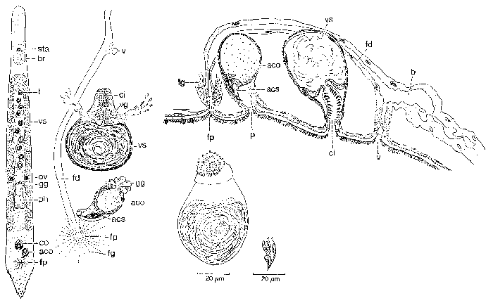 Duplominona corsicana