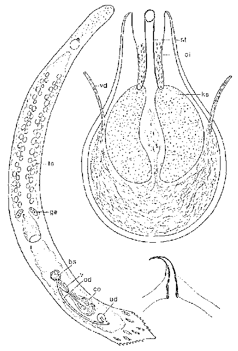 Duplominona galapagoensis