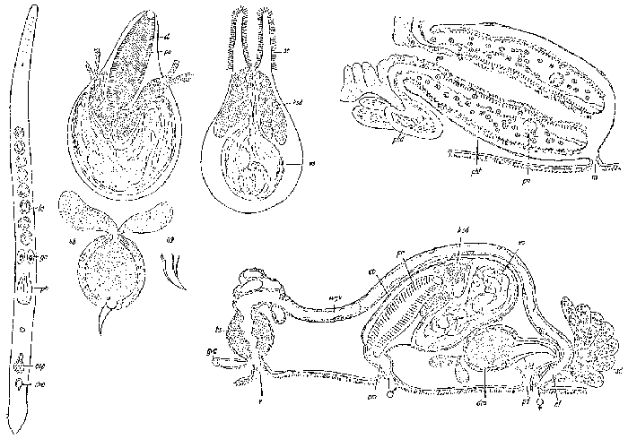 Duplominona istanbulensis