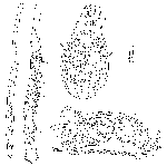 Platyhelminthes (flatworms)