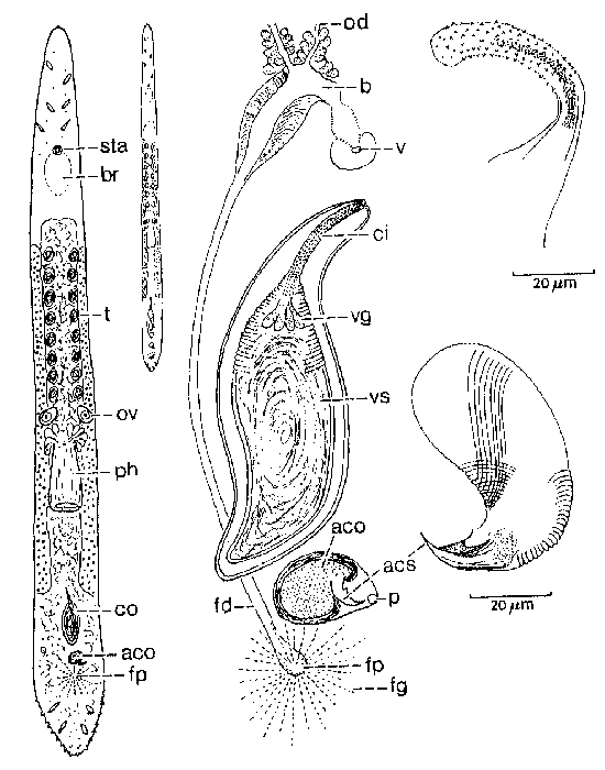 Duplominona longicirrus